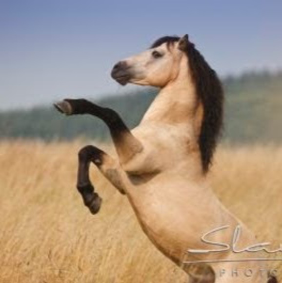 Meet your Posher, Audrey - Picture 1 of 1